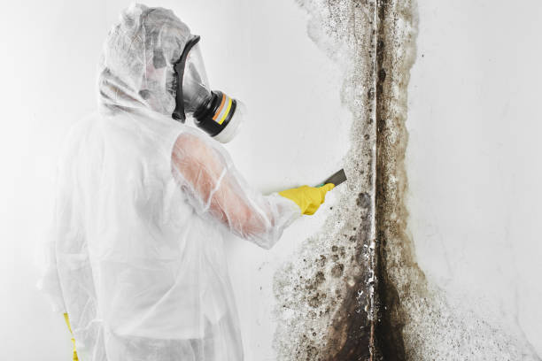 Best Residential Mold Removal  in Churchville, NY