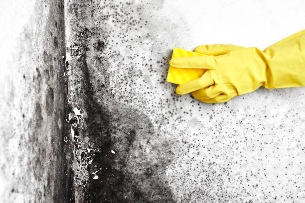 Best Office Mold Removal Services  in Churchville, NY