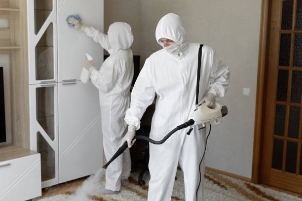 Best Toxic Mold Removal  in Churchville, NY