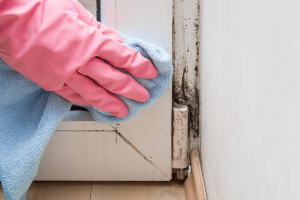 Best Mold Cleaning Services  in Churchville, NY