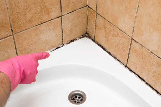 Best Mold Testing  in Churchville, NY